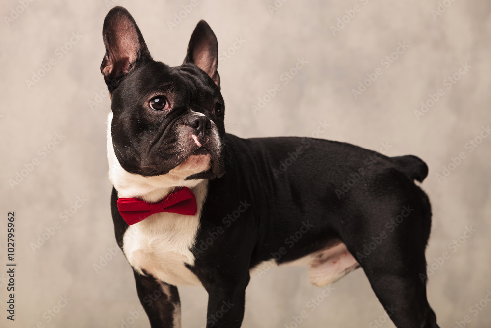 french bulldog puppy wearing a red bowtie while looking away