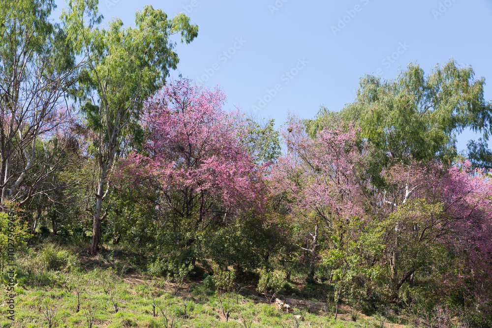 flower of wild himalayan cherry tree flower of wild himalayan cherry tree