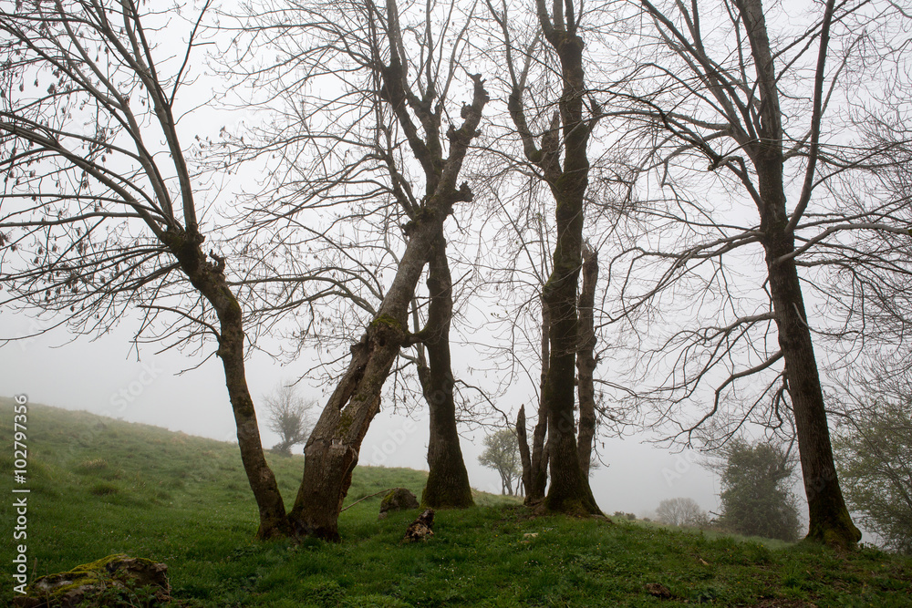 Fototapeta premium Fog on a mountain in French Pyrenees