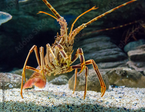The Caribbean Spiny lobster 