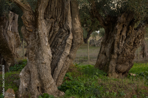 Millenary olive tree at Alentejo, Portugal