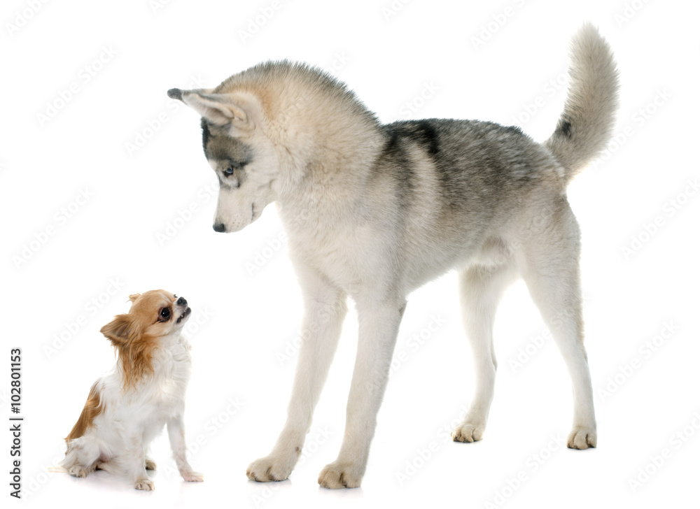 gray siberian husky and chihuahua