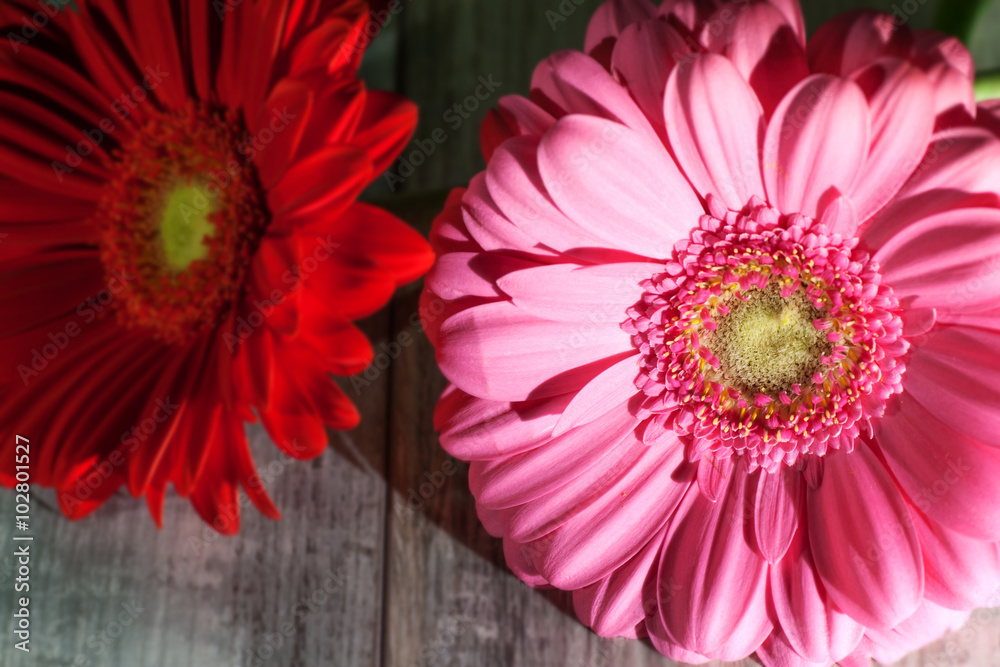Gerbera Flowers