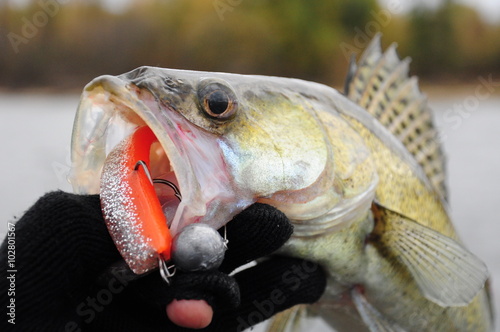 Walleye Fishing