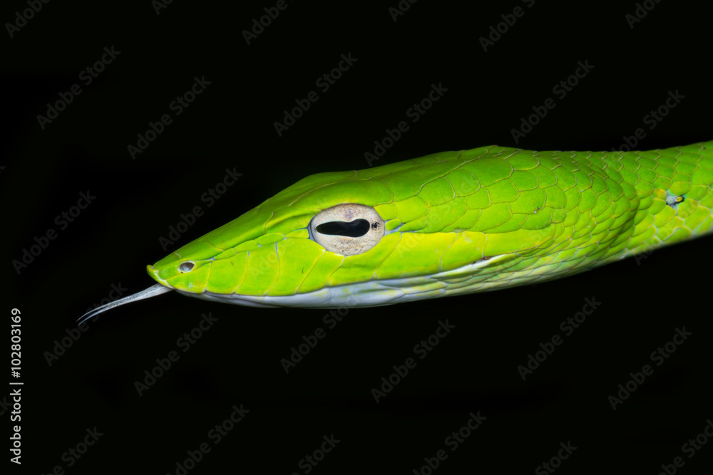 Fototapeta premium Oriental Whip Snake