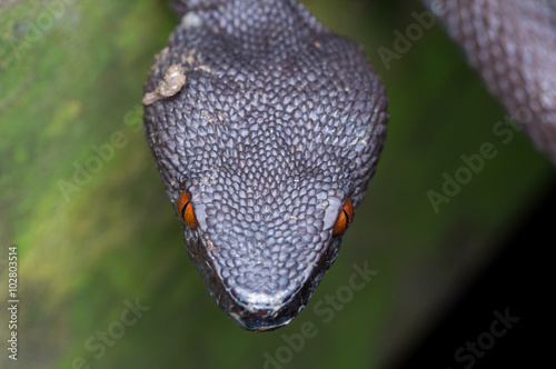 Shore Pit Viper © mktuteja