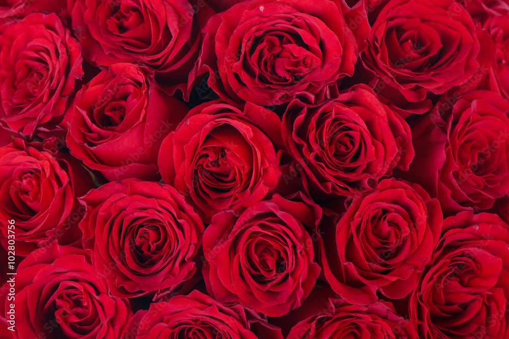 Bright red roses background - obrazy, fototapety, plakaty 