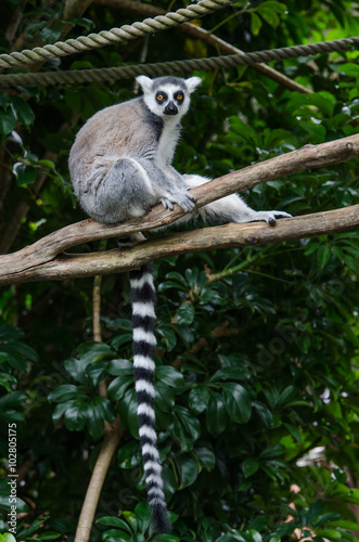 A ring tailed lemur sitting on the tree branch