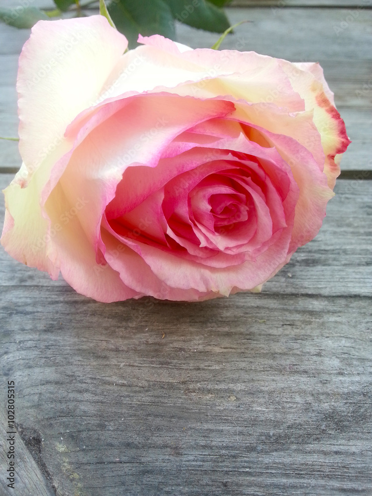 Zarte rosefarbene einzelne Rose auf einem Holztisch, Leben und Vergänglichkeit