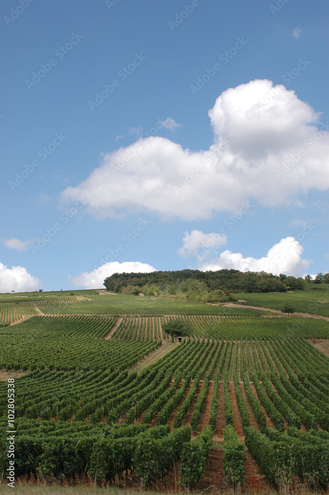 Bourgogne, vignobles