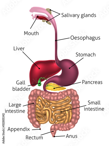 Anatomical Diagram Digestive Tract