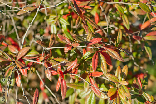 Red and green leaves in the sunlight