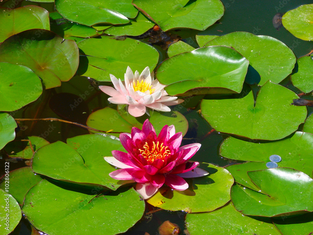 blooming lotus flower over green background blooming lotus flower over green background