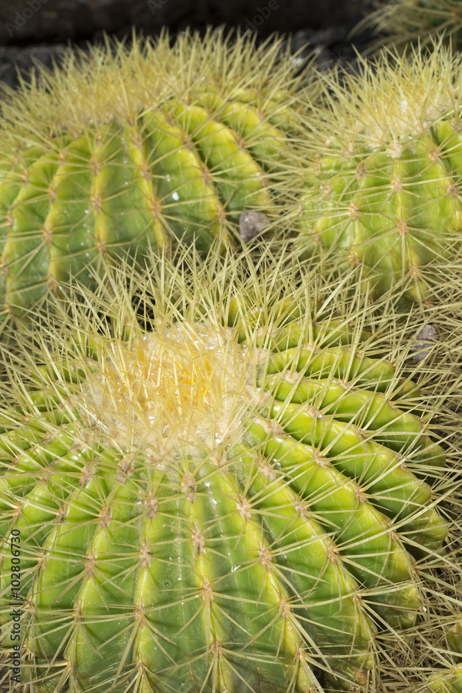 Echinocactus grusonii known as mother-in-law's cushion Echinocactus grusonii known as mother-in-law's cushion