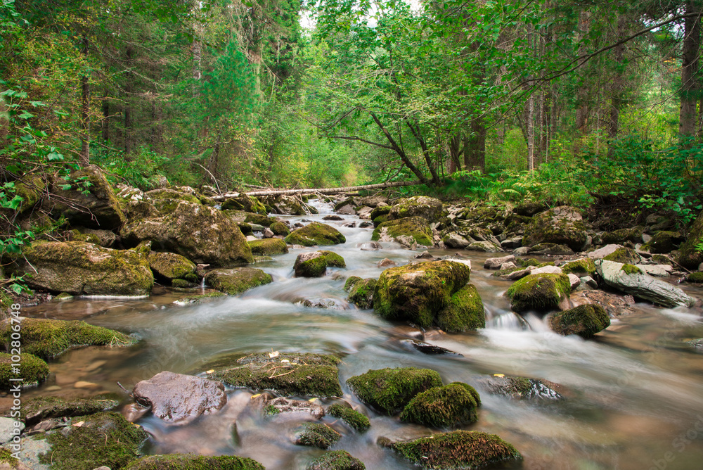 Obraz premium Горный ручей в лесу