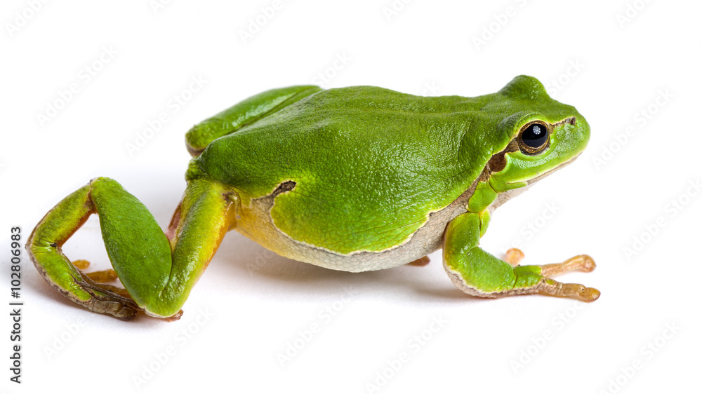 European green tree frog walking isolated on white Stock Photo