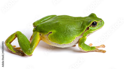 European green tree frog walking isolated on white