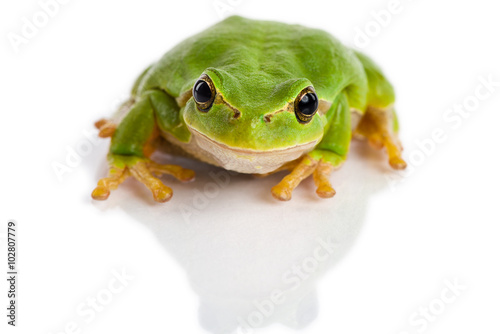 European green tree frog sitting isolated on white
