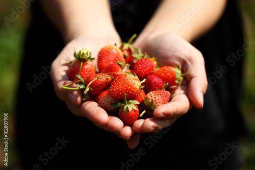 hands holding fresh strawberries