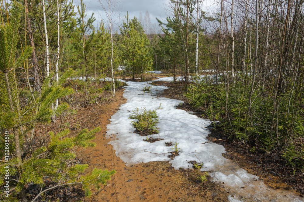 Fototapeta premium Beautiful spring landscape.
