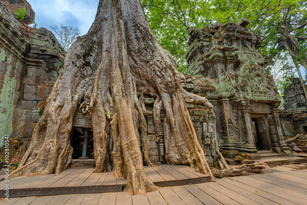 Naklejka premium Angkor Wat Cambodia. Ta Prohm Khmer ancient Buddhist temple.