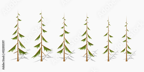 Shabby pine trees. 3D lowpoly isometric vector illustration. The set of objects isolated against the white background and shown from different sides