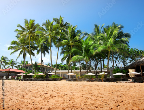 Palms on a beachfront