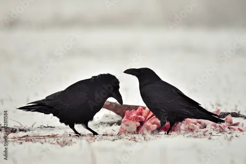 Fototapeta Kruki, zima