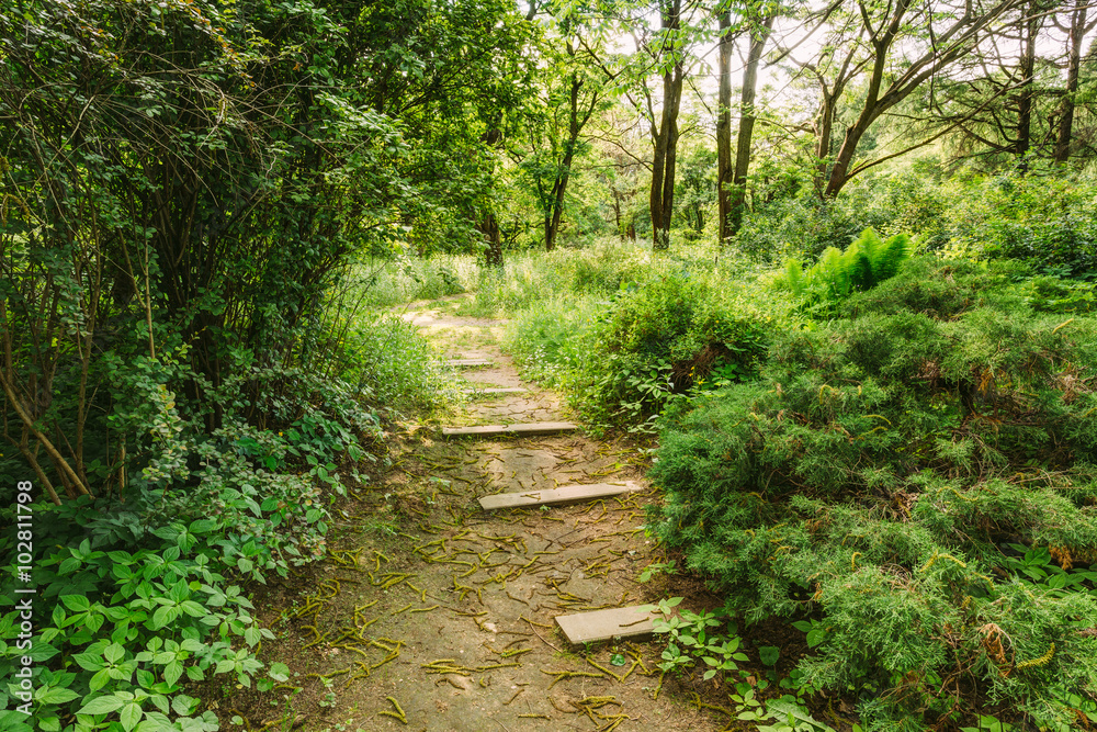 Empty Lane, Path, Way in summer forest Empty Lane, Path, Way in summer forest