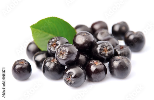 Black chokeberry with leaves