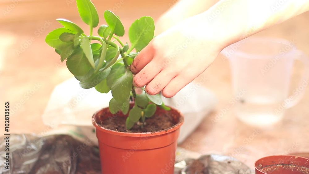 One Women Home Gardening Green Plant in a plastic pot One Women Home Gardening Green Plant in a plastic pot