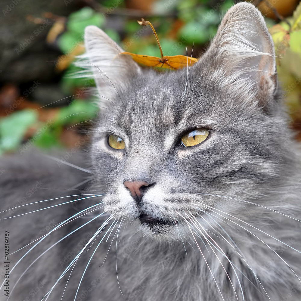 funny cat with a leaf on his head