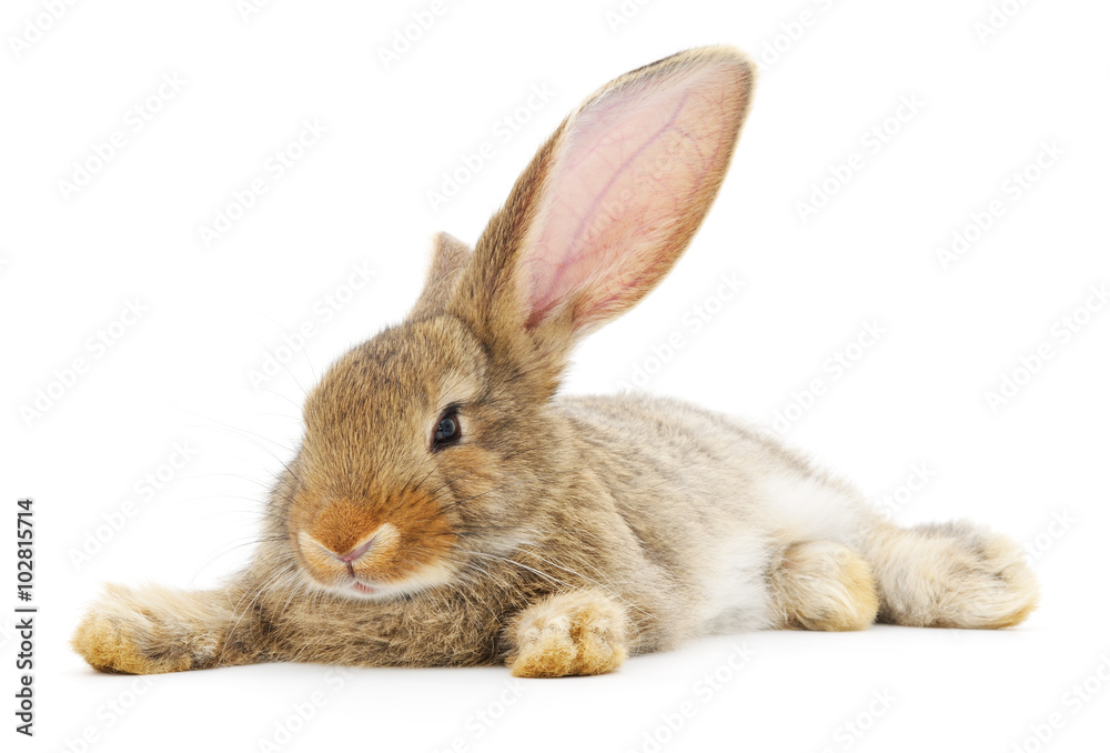 Rabbit Rabbit