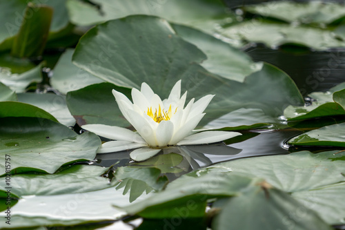 white water lily