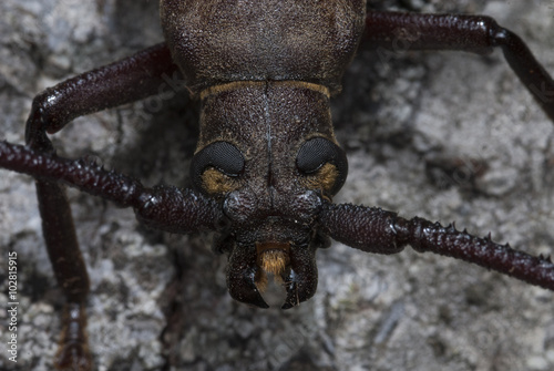 Primer plano escarabajo Aegosoma scabricorne photo