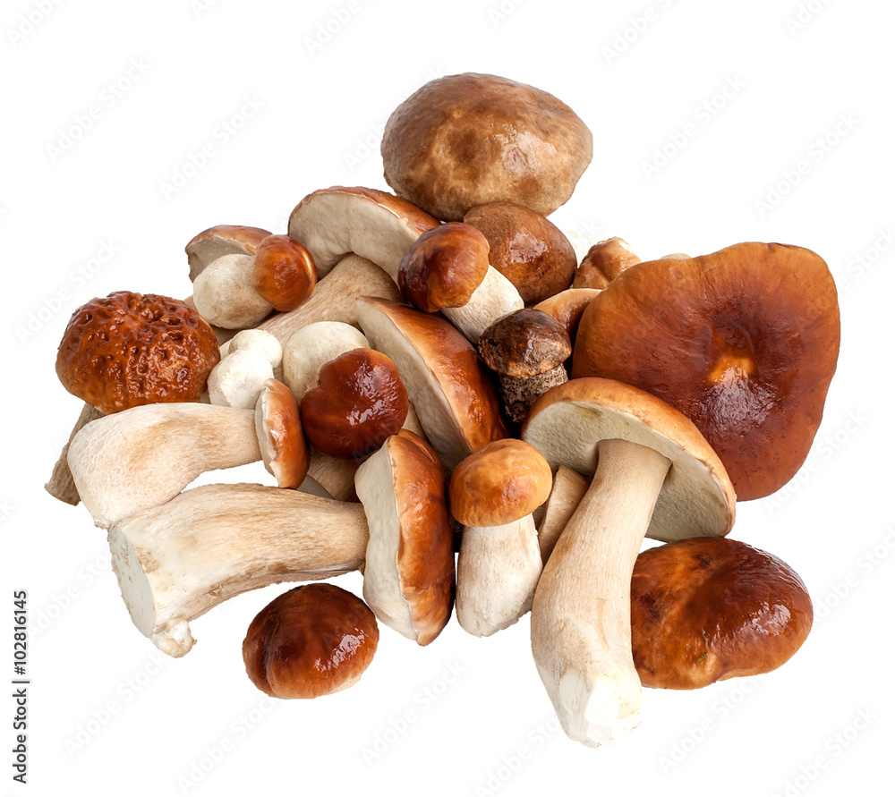 Mushrooms on a white background