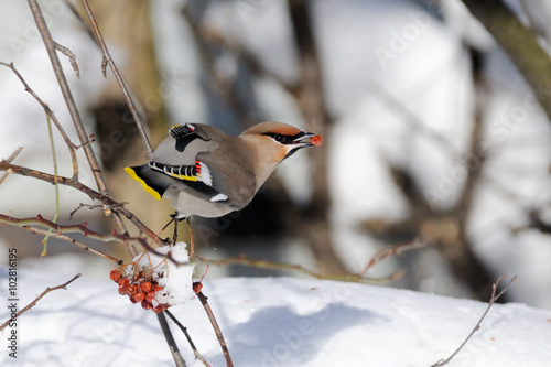 Waxwing with ashberry above snowdrift