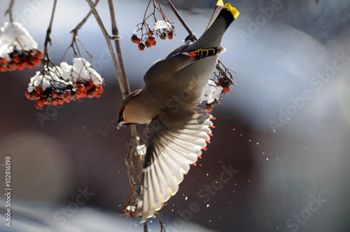 Foto Flapping wings Waxwing at rowan-tree
