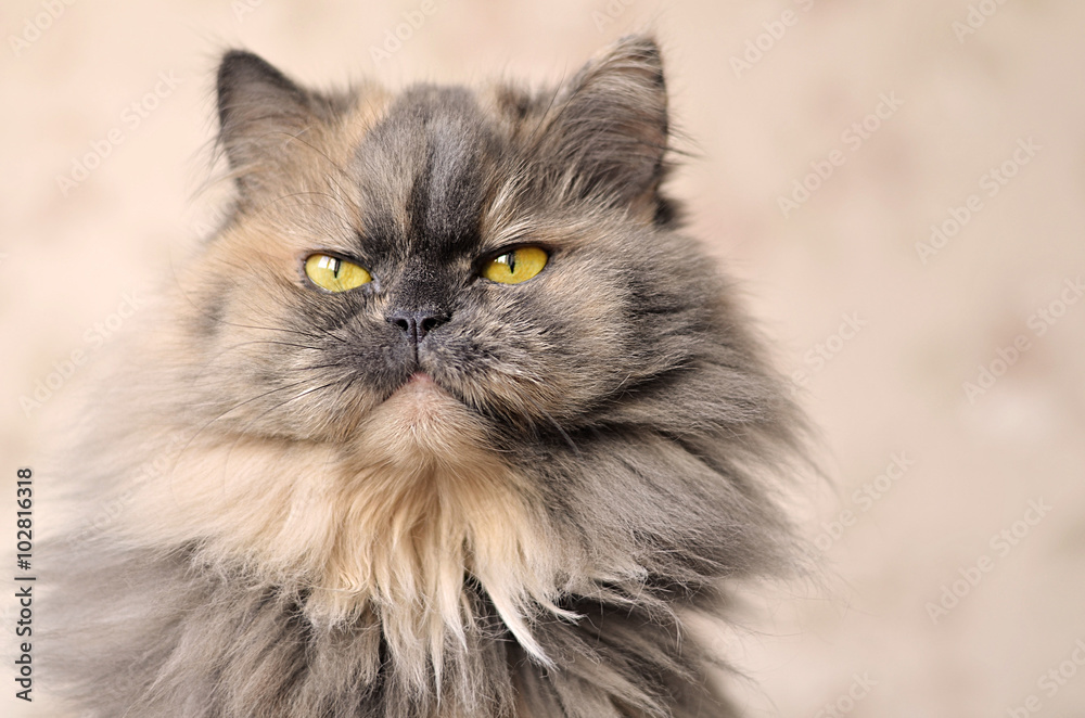 Персидская кошка.