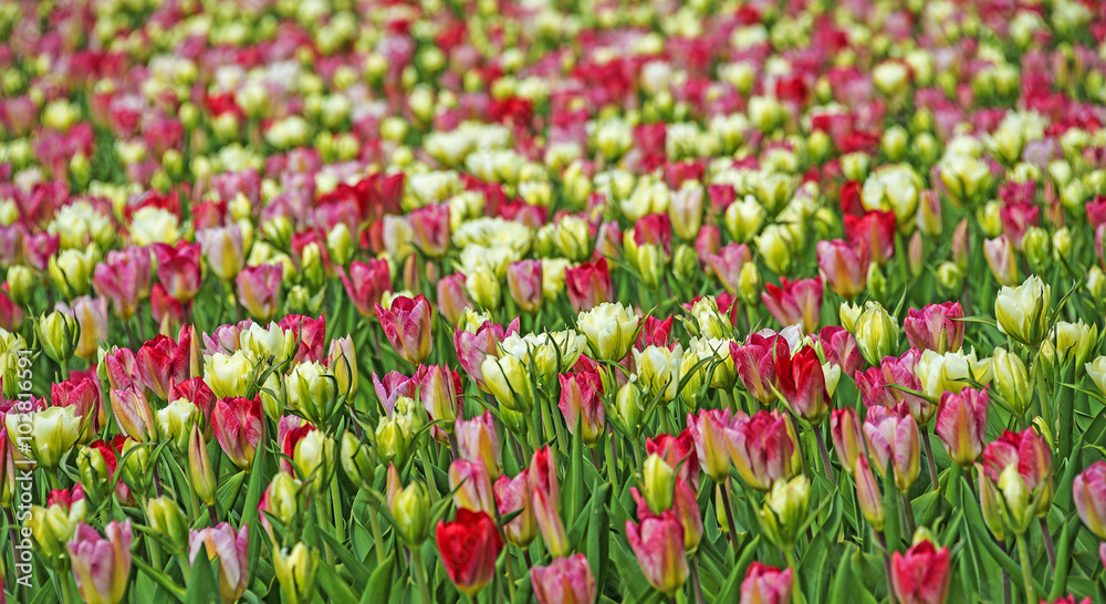 tulips field