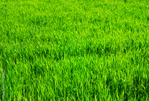  green grass