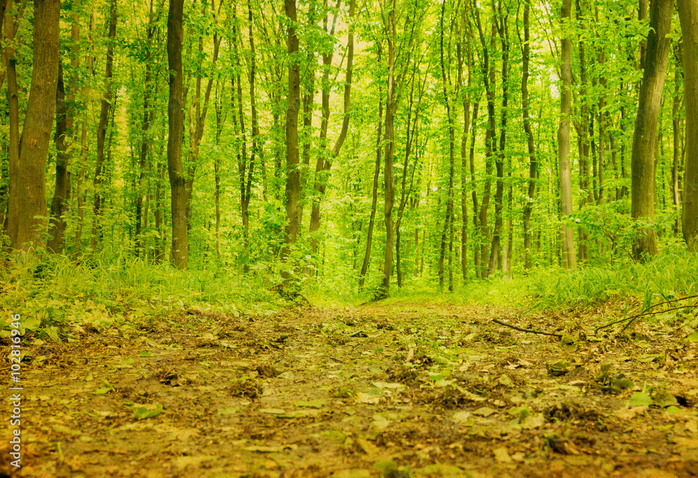 Fototapeta premium Forest background