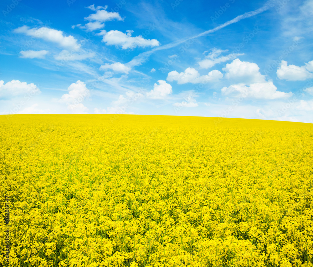Obraz premium flowers of oil in rapeseed field