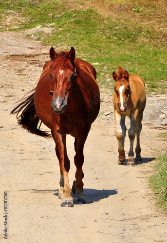 Fototapeta Naklejka Na Ścianę i Meble -  Horse and foal