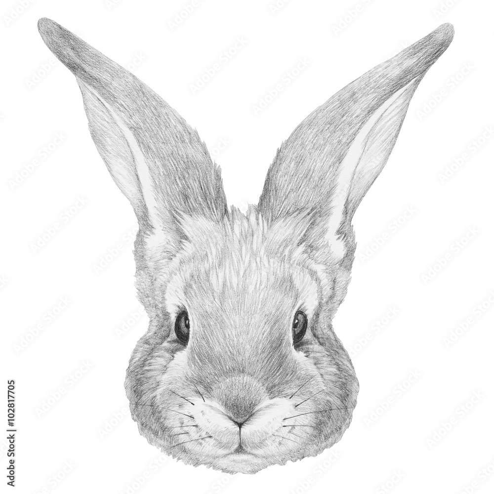 Obraz premium Portrait of Rabbit. Hand drawn illustration.