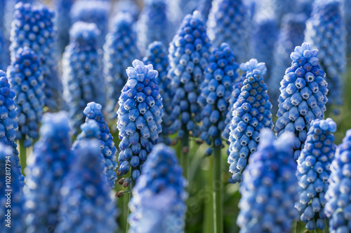 Fototapeta Naklejka Na Ścianę i Meble -  Blue spring flowers grape hyacinth.