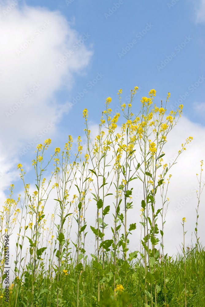 Obraz premium 菜の花