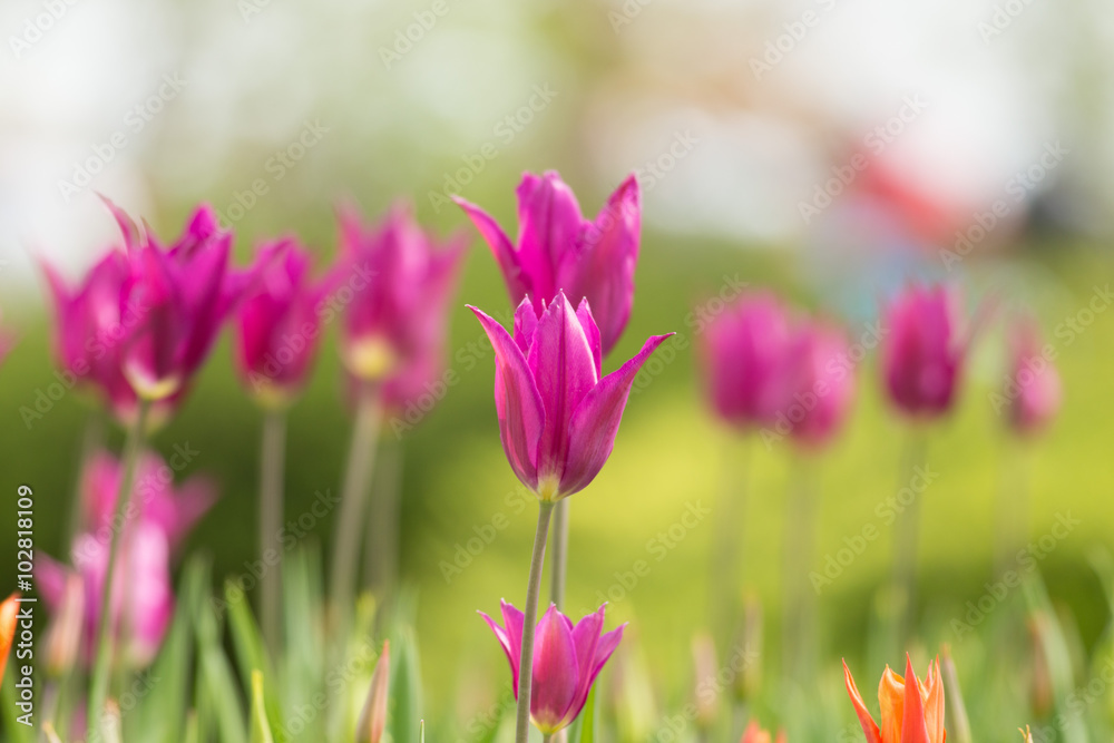 Beautiful bouquet of colorful tulips.