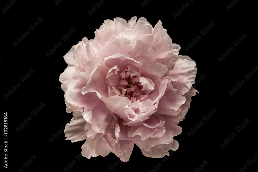Fototapeta premium Różowy kwiat na czarnym tle