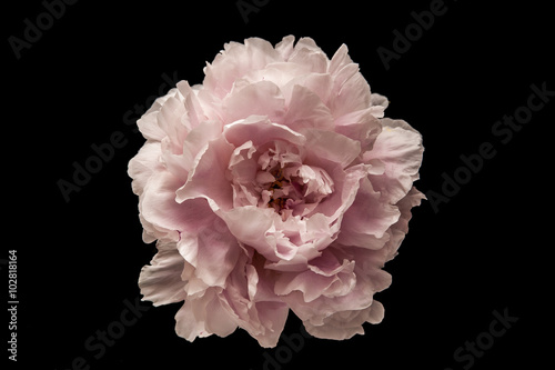 Pink flower on the black background
